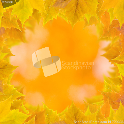 Image of Beautiful leaves in autumn