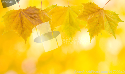 Image of Beautiful leaves in autumn