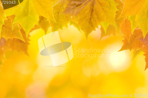 Image of Beautiful leaves in autumn