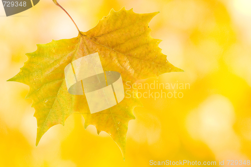 Image of Beautiful leaves in autumn
