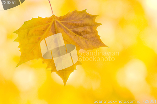 Image of Beautiful leaves in autumn