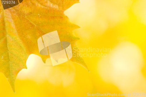 Image of Beautiful leaves in autumn