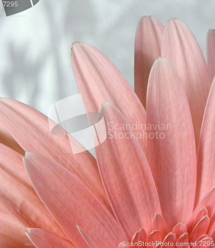 Image of Sweet Fragrance