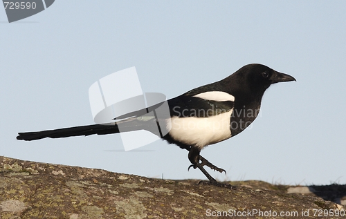 Image of Magpie