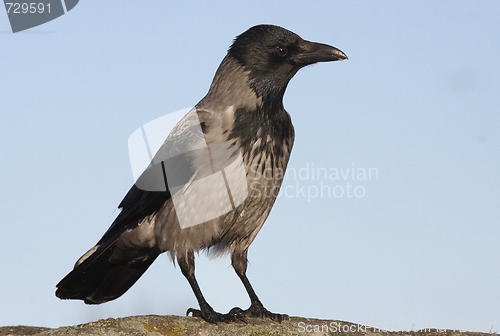 Image of Hooded Crow. 