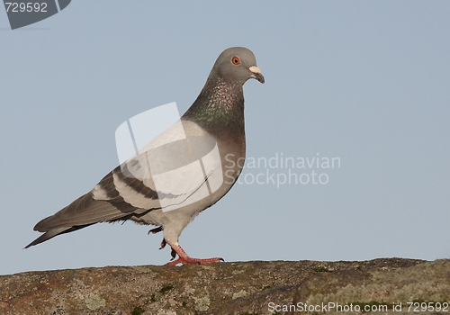 Image of Dove
