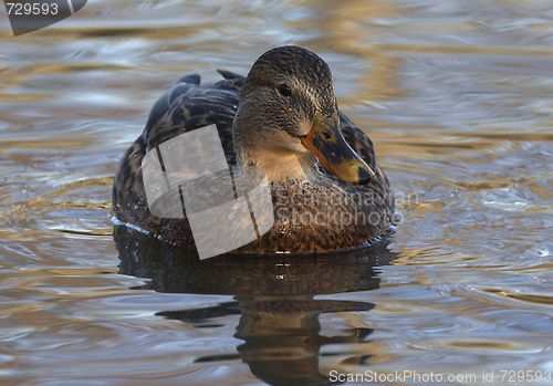 Image of Duck