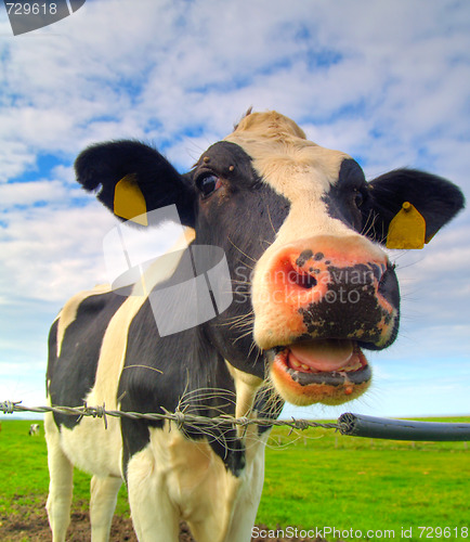 Image of cow on pasture