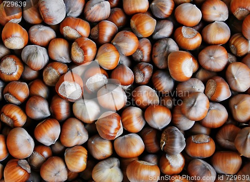 Image of Hazelnuts