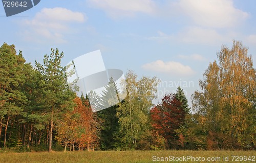 Image of Colored Trees