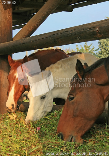 Image of Guzzling Horses