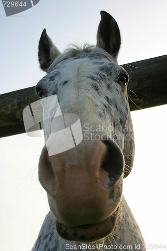 Image of Horsey Face