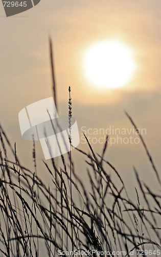 Image of Blades Of Grass