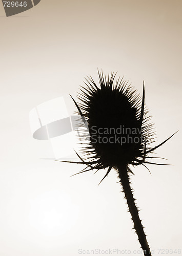 Image of Teasel