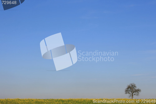 Image of Lonely Tree