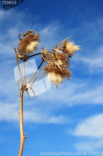 Image of Thistle Bloom