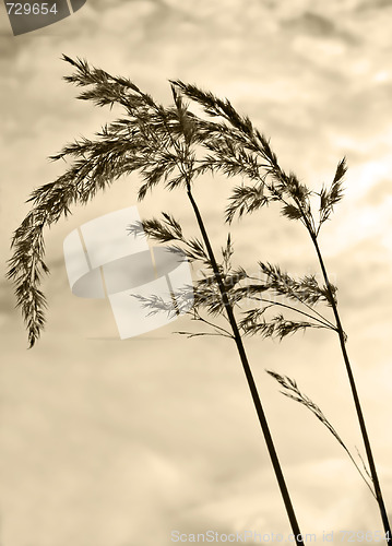 Image of Grass