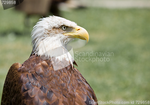 Image of american bald eagle