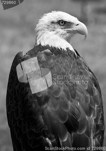 Image of american bald eagle