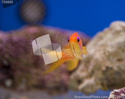 Image of marine aquarium fish tank