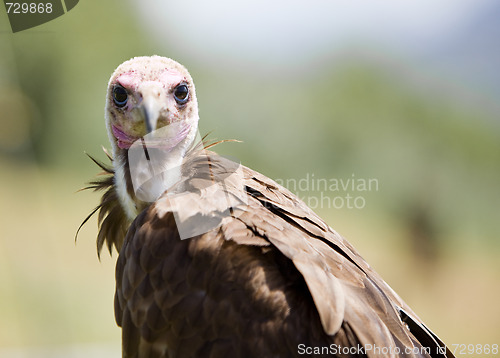 Image of bird of prey