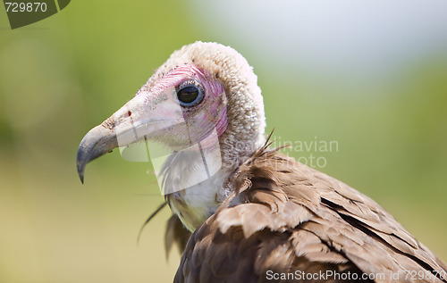 Image of bird of prey