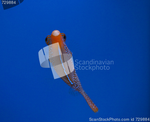 Image of marine aquarium fish tank