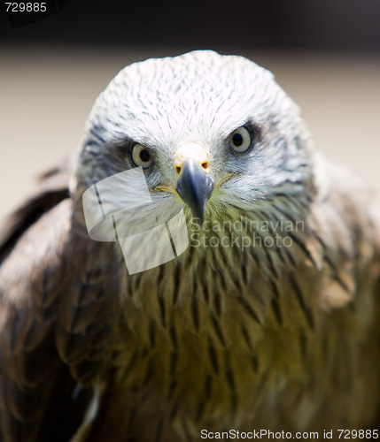 Image of bird of prey