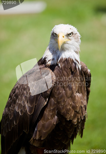 Image of american bald eagle