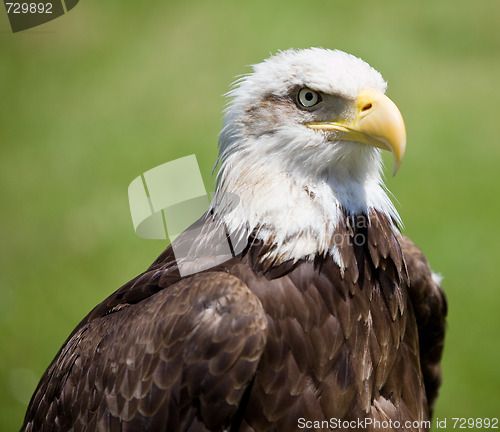 Image of american bald eagle