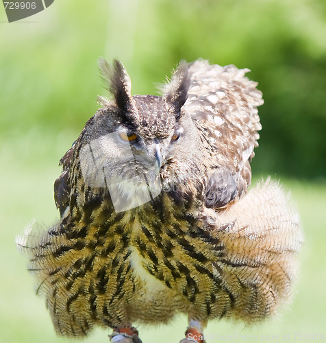 Image of eagle owl