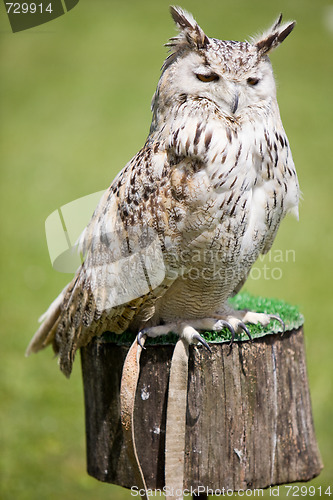 Image of eagle owl