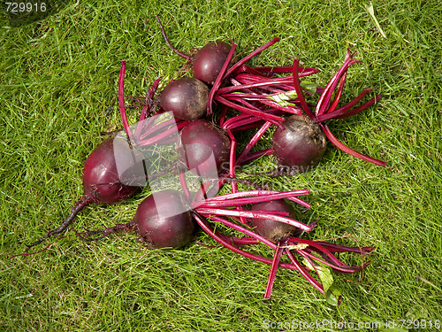 Image of Freshly beetroots