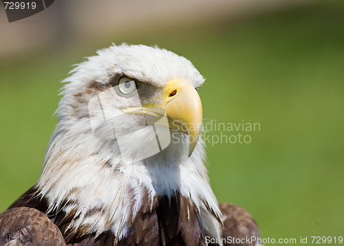 Image of american bald eagle