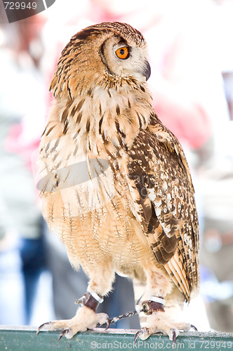 Image of eagle owl