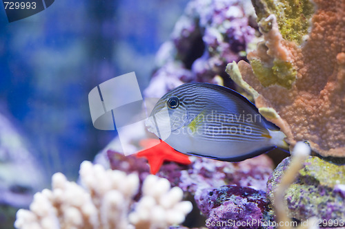 Image of marine aquarium fish tank