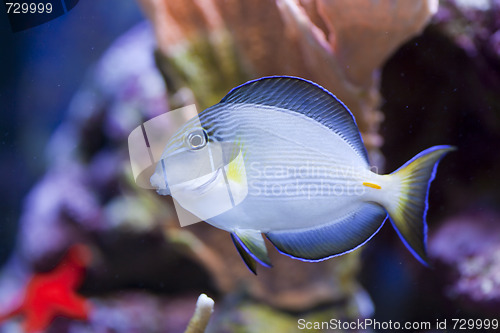 Image of marine aquarium fish tank