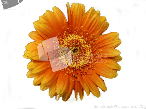 Image of Flower