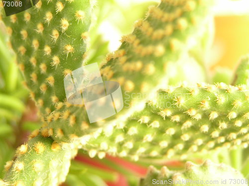 Image of cactus close up