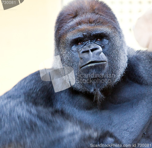 Image of adult gorilla