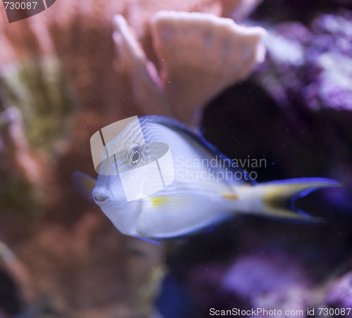 Image of marine aquarium fish tank