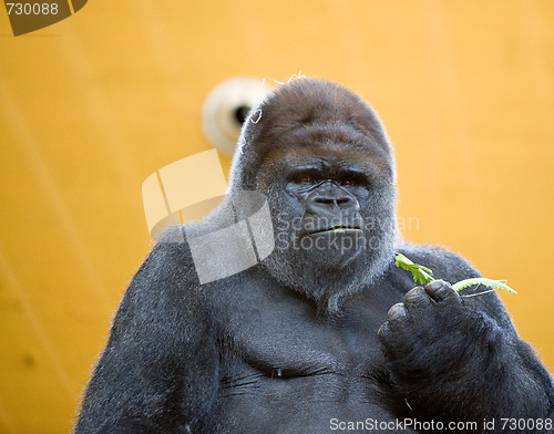 Image of adult gorilla