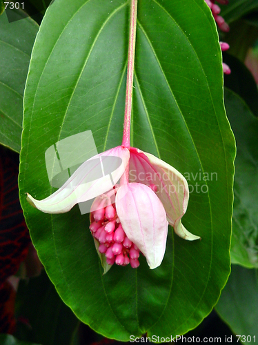 Image of Tropical Flower