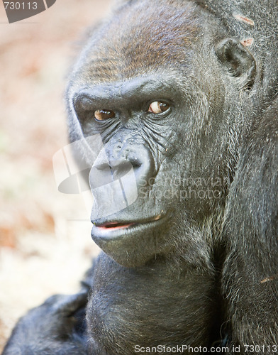 Image of adult gorilla