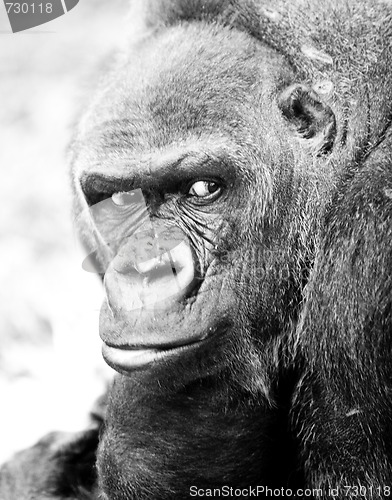 Image of adult gorilla