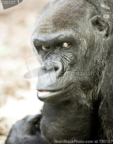 Image of adult gorilla