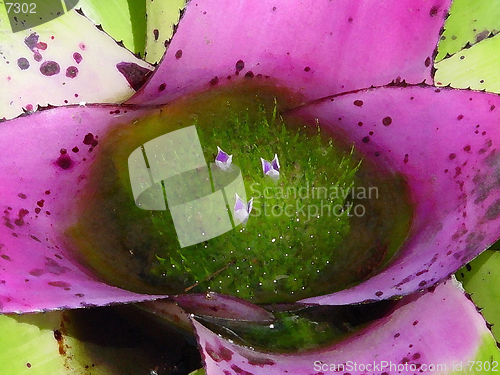 Image of Bromeliad