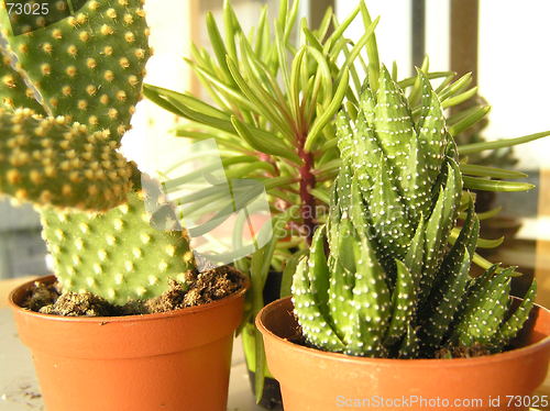 Image of cactus plants in pots