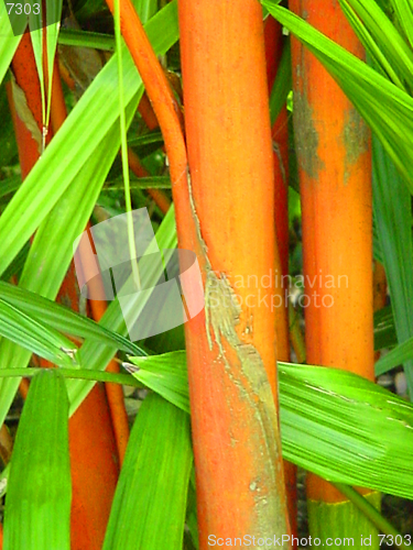 Image of Red Cane Palm