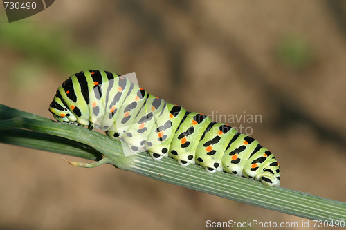 Image of Butterfly catterpillar